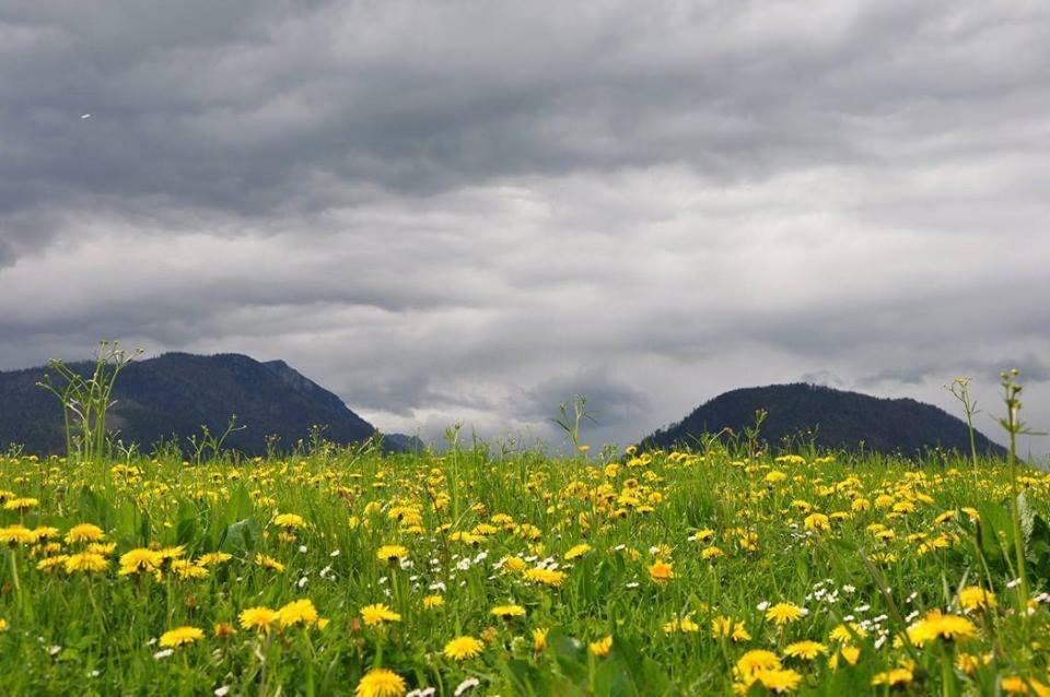Greenheart Aussee Obersdorf Exteriör bild